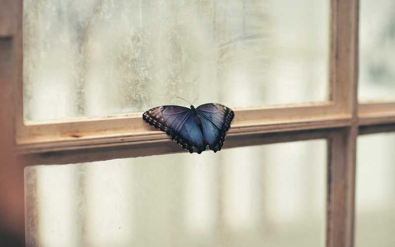 trapped butterfly